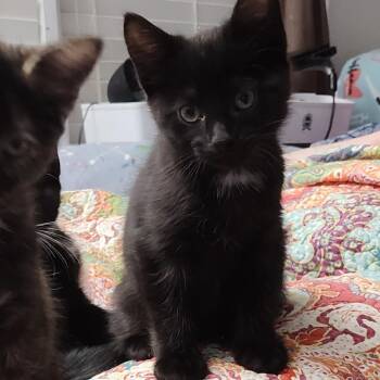 Domestic Short Hair Cats Available for Adoption - Whoosh | PetCurious