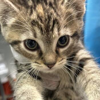 Minky -  Domestic Short Hair Cat for Adoption in Charleston, West Virginia - Minky | PetCurious