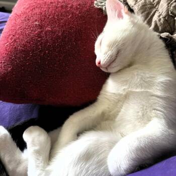 Santana -  Domestic Short Hair Cat for Adoption in Lenexa, Kansas - Santana | PetCurious