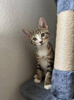Sokka -  Tabby and Domestic Short Hair Cat for Adoption in Dallas, Texas - Sokka | PetCurious