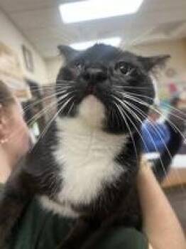 Frankie -  Domestic Short Hair Cat for Adoption in Potsdam, New York - Frankie | PetCurious