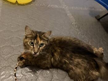 Mama Precious -  Domestic Medium Hair Cat for Adoption in Virginia Beach, Virginia - Mama Precious | PetCurious