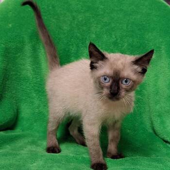 Ben -  Siamese Cat for Adoption in Brighton, Missouri - Ben | PetCurious