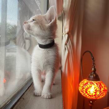 Rescue Domestic Short Hair Cats for Adoption in Bryan, Texas - Lava | PetCurious