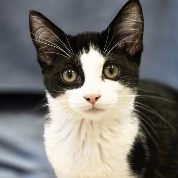 Mimosa -  Domestic Short Hair Cat for Adoption in Cooperstown, New York - Mimosa | PetCurious