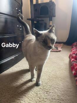Siamese Cats Available for Adoption in Chicopee, Massachusetts - Gabby | PetCurious