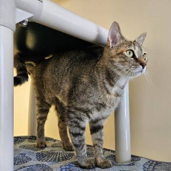 Sundara -  Domestic Short Hair Cat Available for Adoption in Harrisonburg, Virginia - Sundara | PetCurious