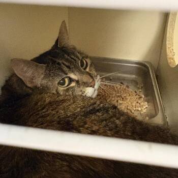 *Apple Crumpet* -  Domestic Short Hair Cat Available for Adoption in Salt Lake City, Utah - *Apple Crumpet* | PetCurious