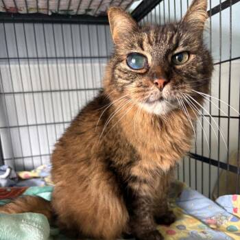 Gidget -  Domestic Long Hair Cat for Adoption in Crookston, Minnesota - Gidget | PetCurious