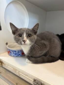 Nolan -  Domestic Short Hair Cat for Adoption in Divide, Colorado - Nolan | PetCurious