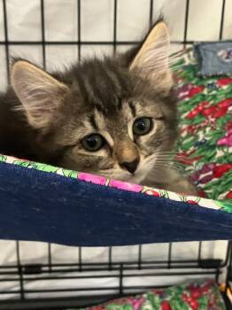 Domestic Short Hair Cats Available for Adoption in Lunenburg, Massachusetts - Maria | PetCurious