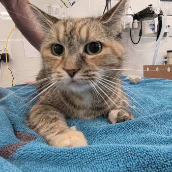 Apple Jacks -  Domestic Short Hair Cat for Adoption - Apple Jacks | PetCurious