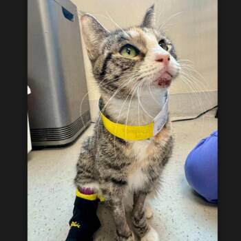 Leslie -  Domestic Short Hair Cat for Adoption in New York, New York - Leslie | PetCurious