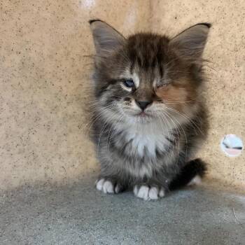 SVAS-Stray-39541 -  Domestic Medium Hair Cat for Adoption in Lyndhurst, Virginia - SVAS-Stray-39541 | PetCurious
