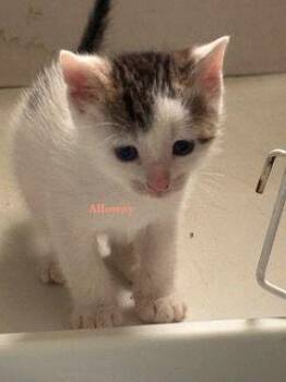 Domestic Short Hair and Tabby Cats Available for Adoption in Penns Grove, New Jersey - Alloway | PetCurious