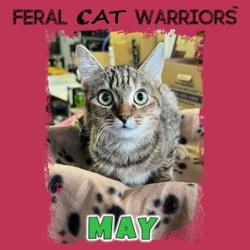 Rescue Domestic Short Hair Cats for Adoption in Kingman, Arizona - May | PetCurious