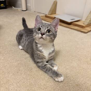 Tutti -  Domestic Short Hair Cat for Adoption in Richmond, Virginia - Tutti | PetCurious