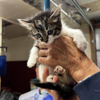 Birdie -  Domestic Short Hair Cat for Adoption in Harrisville, West Virginia - Birdie | PetCurious