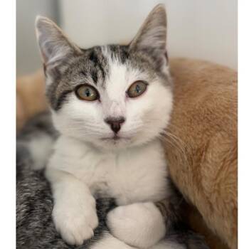 Poem -  Domestic Short Hair Cat for Adoption in Ridgely, Maryland - Poem | PetCurious