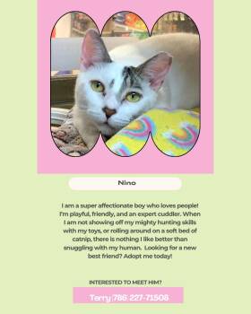Nino -  Domestic Short Hair Cat for Adoption in Coral Gables, Florida - Nino | PetCurious