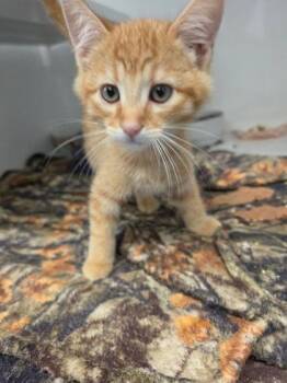 Maris Piper -  Domestic Short Hair Cat for Adoption in Roseville, California - Maris Piper | PetCurious