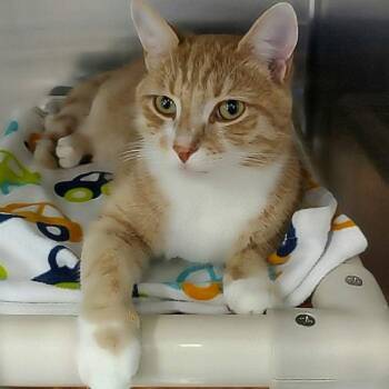 100 Juice from Concentrate -  Domestic Short Hair Cat for Adoption in Winthrop, Maine - 100 Juice From Concentrate | PetCurious