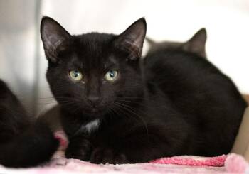 Ichabod -  Domestic Short Hair Cat for Adoption in Monroe, Georgia - Ichabod | PetCurious