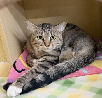 Tiger Lilly -  Domestic Short Hair Cat for Adoption in Dayton, Minnesota - Tiger Lilly | PetCurious