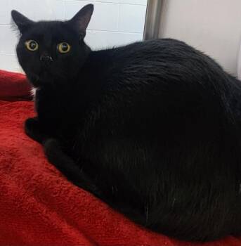 Sprout -  Domestic Short Hair Cat for Adoption in Cottonwood, Arizona - Sprout | PetCurious