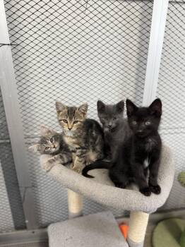Rescue Domestic Short Hair Cats for Adoption in Winamac, Indiana - Belly, Conrad, Steven & Jeremiah | PetCurious