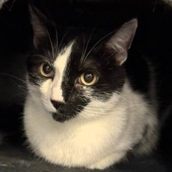 Tootsie -  Domestic Short Hair Cat for Adoption in Lenexa, Kansas - Tootsie | PetCurious