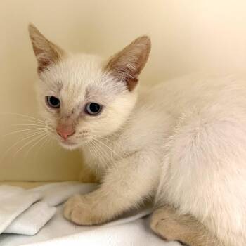 Tobias -  Domestic Short Hair Cat for Adoption in Cooperstown, New York - Tobias | PetCurious