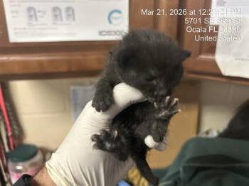 Domestic Short Hair Cats Available for Adoption in Ocala, Florida - A379148 | PetCurious