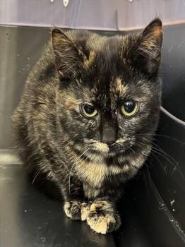 Domestic Short Hair Cats Available for Adoption in Westminster, Maryland - JULIET | PetCurious