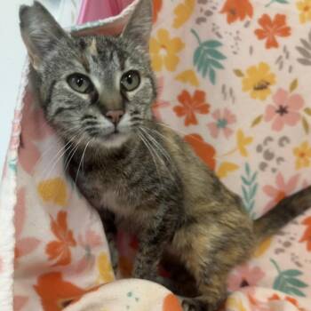 American Wirehair and Domestic Short Hair Cats Available for Adoption in Mount Vernon, Illinois - Cornflower | PetCurious