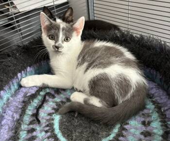 Badger -  Domestic Short Hair Cat for Adoption in Breinigsville, Pennsylvania - Badger | PetCurious