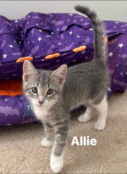 Domestic Short Hair Cats Available for Adoption in Magnolia, Texas - Allie | PetCurious