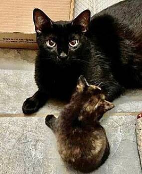 Rescue Domestic Short Hair Cats for Adoption in Greensburg, Pennsylvania - Sunny | PetCurious