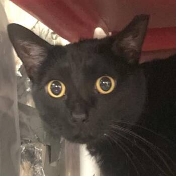 Bear -  Domestic Short Hair Cat for Adoption in Cincinnati, Ohio - Bear | PetCurious