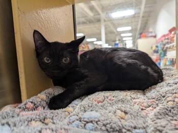 Raddichio -  Domestic Short Hair Cat for Adoption in Seven Valleys, Pennsylvania - Raddichio | PetCurious