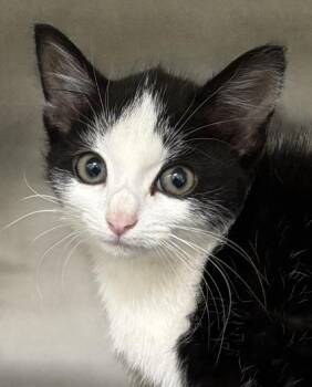 Ponyo 1250-26 -  Domestic Short Hair Cat for Adoption in Cumming, Georgia - Ponyo 1250-26 | PetCurious