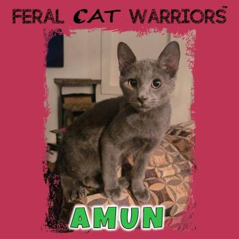 Amun -  Domestic Short Hair Cat for Adoption in Kingman, Arizona - Amun | PetCurious