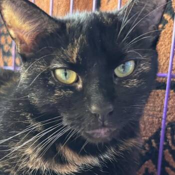 Betty Spaghetty -  Domestic Short Hair Cat for Adoption in Salisbury, Massachusetts - Betty Spaghetty | PetCurious