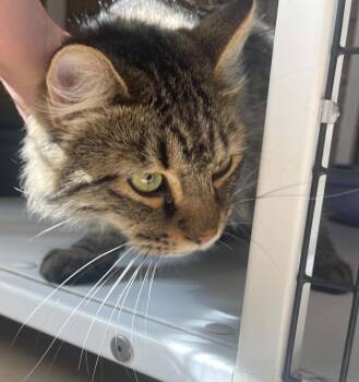 Mario -  Domestic Long Hair Cat for Adoption in Green River, Wyoming - Mario | PetCurious