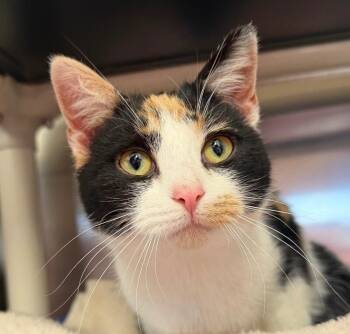 Domestic Short Hair Cats Available for Adoption - Buttons | PetCurious