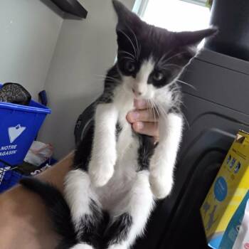 New Baby 8 -  Domestic Medium Hair Cat for Adoption in Maple Falls, Washington - New Baby 8 | PetCurious