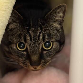 Domestic Short Hair Cats Available for Adoption - Aten | PetCurious