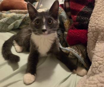 Splunk -  Domestic Short Hair Cat for Adoption in Pocatello, Idaho - Splunk | PetCurious