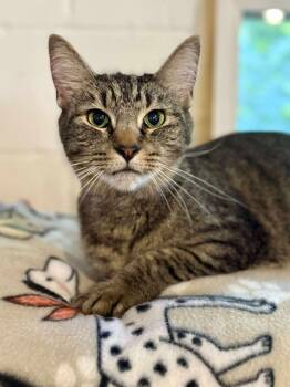 Piper -  Tabby Cat for Adoption - Piper | PetCurious