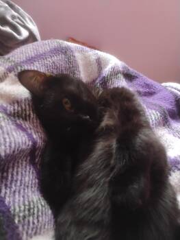 Rescue Domestic Short Hair Cats for Adoption in Mokena, Illinois - Phoebe | PetCurious